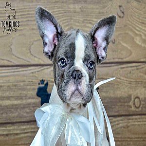 Polla – Blue Pied French Bulldog Puppy for Sale, Sweet & Gentle Girl thumbnail 4