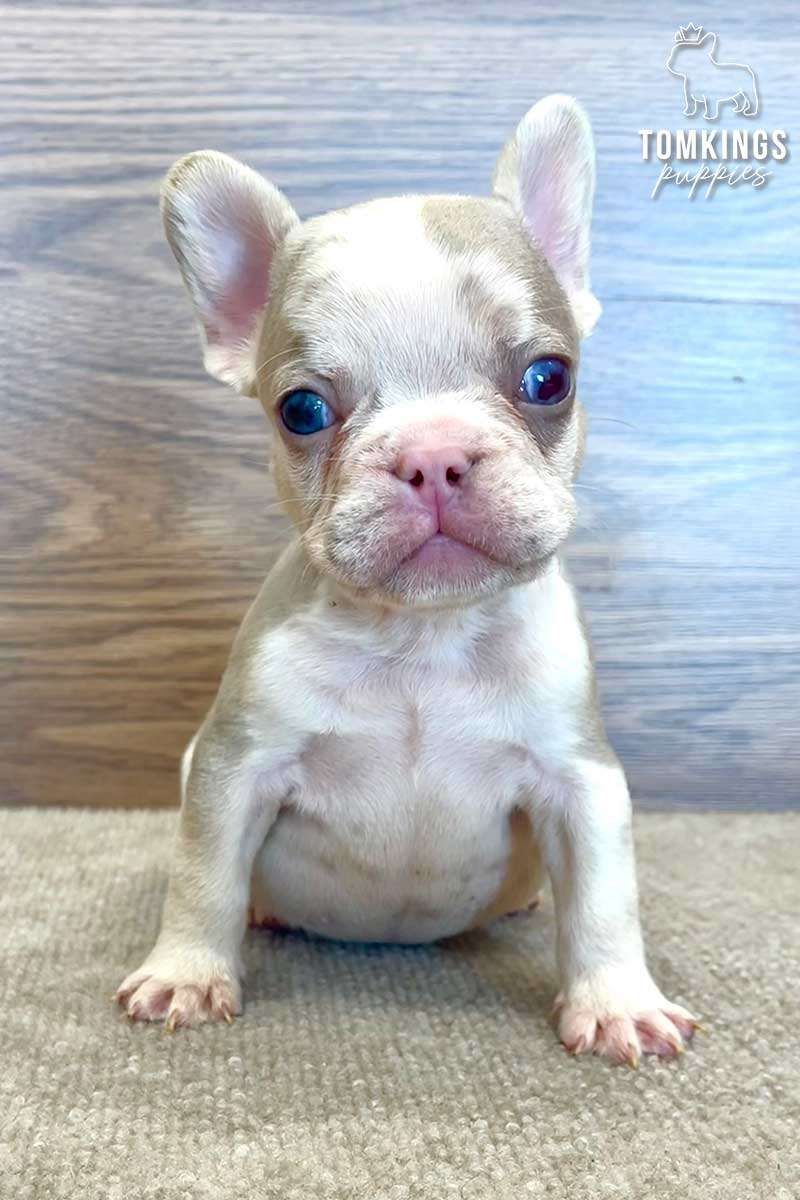 Da Vinci – Isabella Merle & Tan French Bulldog Puppy for Sale
