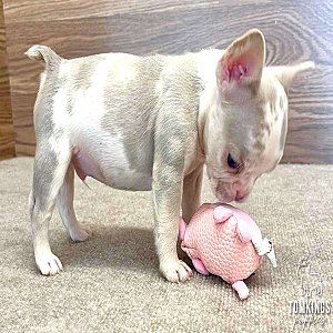 Da Vinci – Isabella Merle & Tan French Bulldog Puppy for Sale thumbnail 3