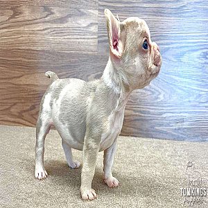 Da Vinci – Isabella Merle & Tan French Bulldog Puppy for Sale thumbnail 4