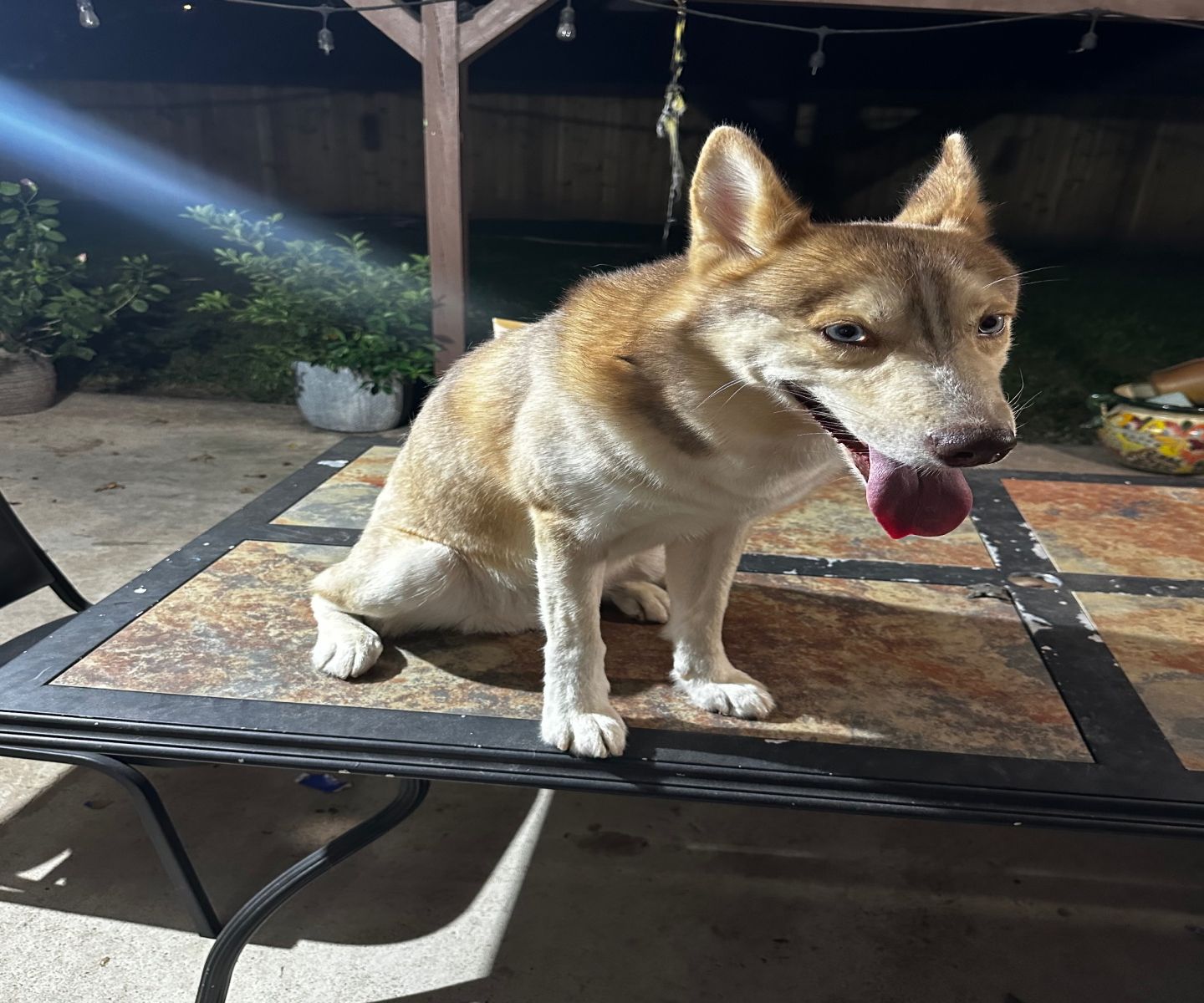 Rehoming Husky Mixed