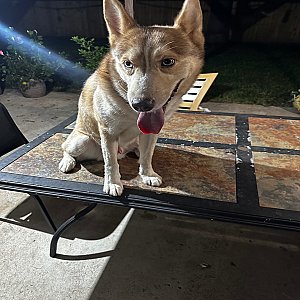 Rehoming Husky Mixed thumbnail 2