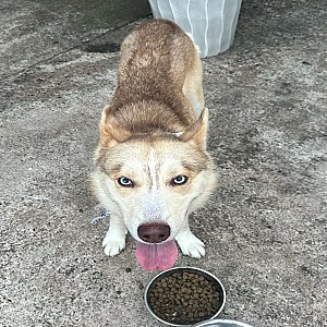 Rehoming Husky Mixed thumbnail 3