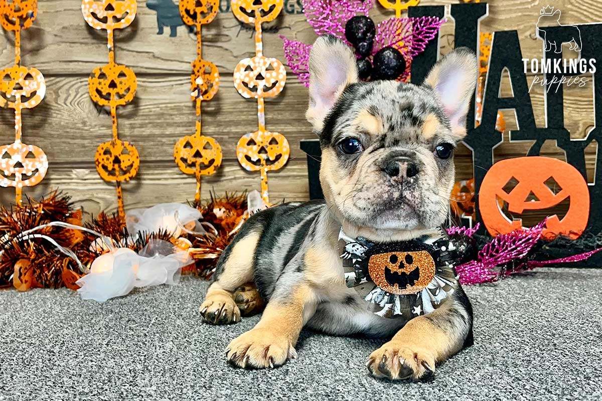 Zuri, the Unique Black Merle and Tan French Bulldog Puppy