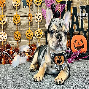 Zuri, the Unique Black Merle and Tan French Bulldog Puppy thumbnail 1