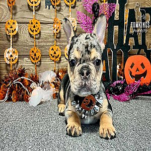Zuri, the Unique Black Merle and Tan French Bulldog Puppy thumbnail 2