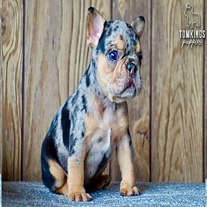 Zuri, the Unique Black Merle and Tan French Bulldog Puppy thumbnail 3