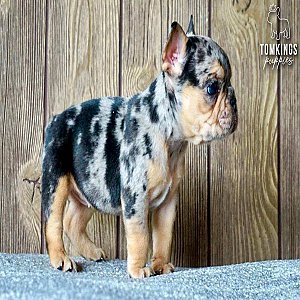 Zuri, the Unique Black Merle and Tan French Bulldog Puppy thumbnail 4