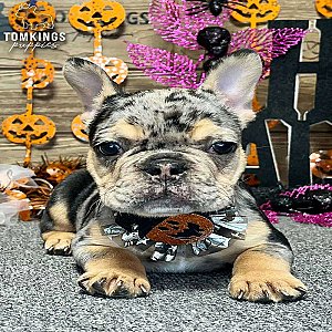 Zuri, the Unique Black Merle and Tan French Bulldog Puppy thumbnail 5