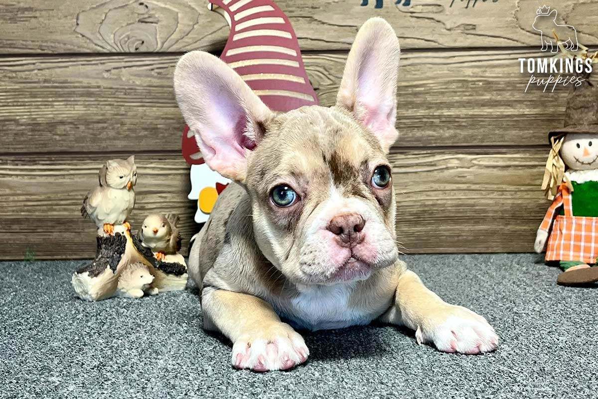 Liana, the Playful Rojo Merle and Tan French Bulldog Puppy