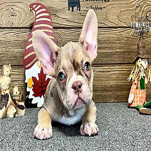 Liana, the Playful Rojo Merle and Tan French Bulldog Puppy thumbnail 2