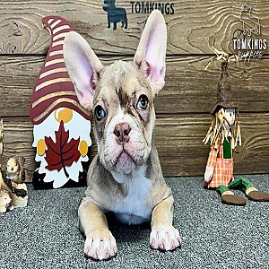 Liana, the Playful Rojo Merle and Tan French Bulldog Puppy thumbnail 3