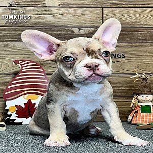 Liana, the Playful Rojo Merle and Tan French Bulldog Puppy thumbnail 4