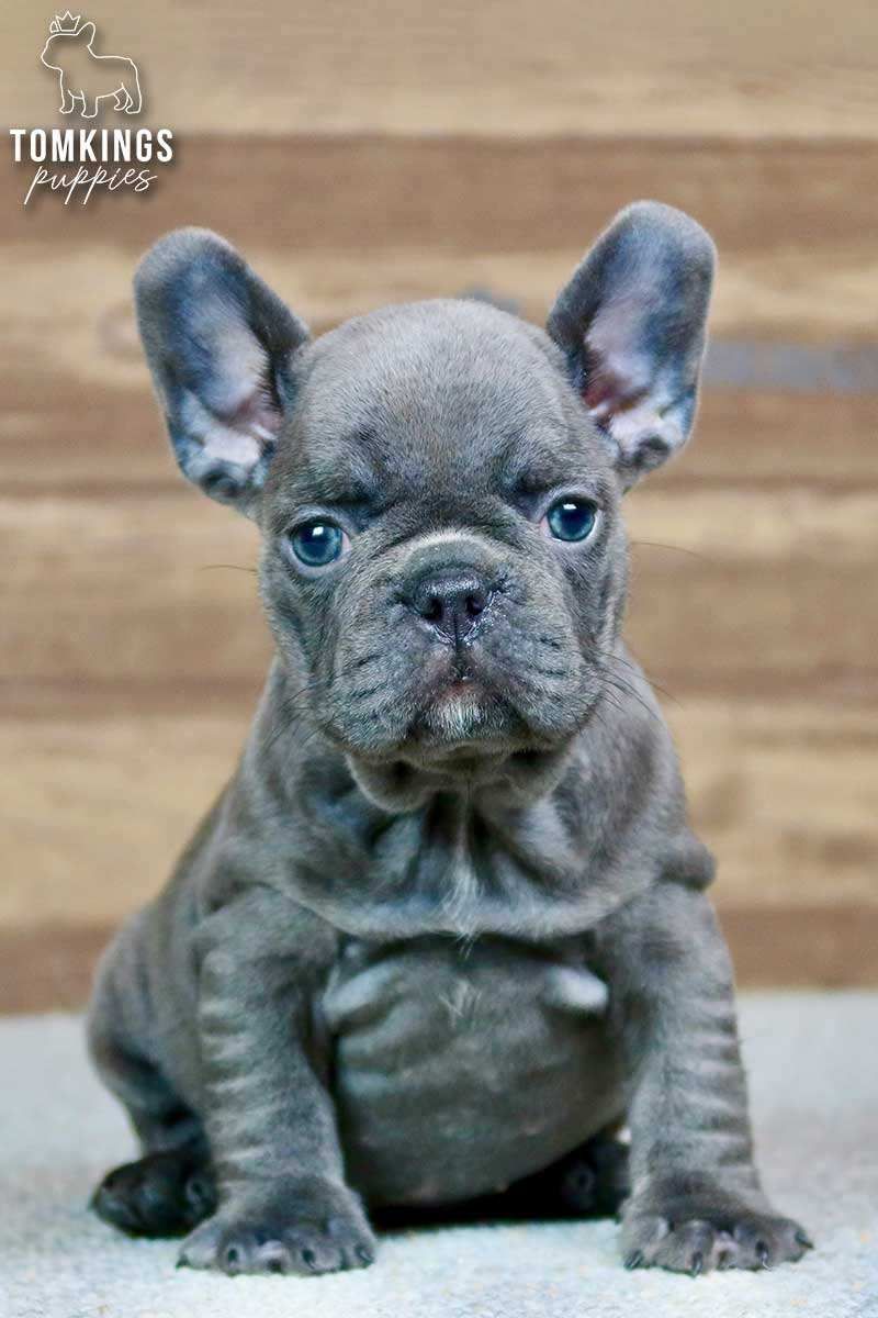 Bree, the Lovely Blue French Bulldog Puppy