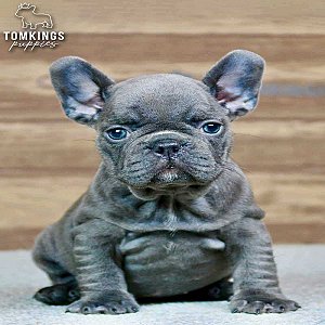 Bree, the Lovely Blue French Bulldog Puppy thumbnail 1