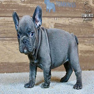 Bree, the Lovely Blue French Bulldog Puppy thumbnail 2