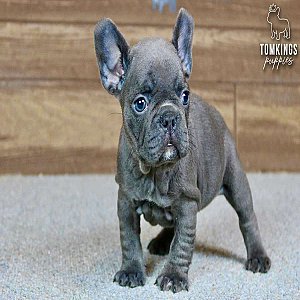 Bree, the Lovely Blue French Bulldog Puppy thumbnail 3