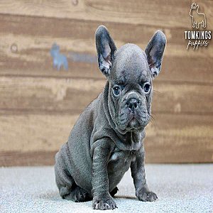 Bree, the Lovely Blue French Bulldog Puppy thumbnail 4