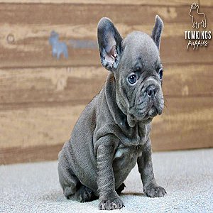 Bree, the Lovely Blue French Bulldog Puppy thumbnail 5