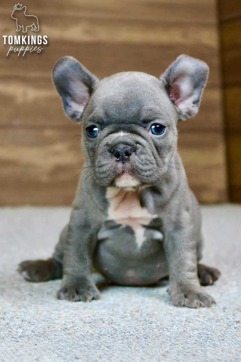 Zella, the Kind Blue French Bulldog Puppy