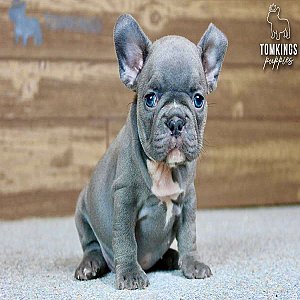 Zella, the Kind Blue French Bulldog Puppy thumbnail 2