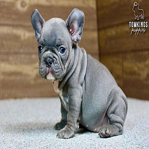 Zella, the Kind Blue French Bulldog Puppy thumbnail 5