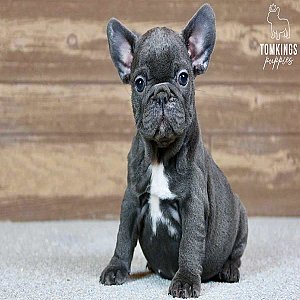 Robyn, the Little Blue French Bulldog Lady thumbnail 1