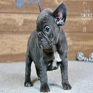 Robyn, the Little Blue French Bulldog Lady thumbnail 2