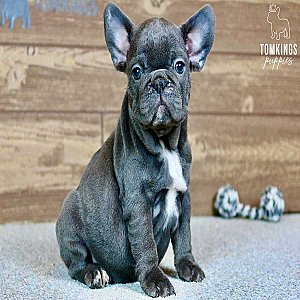 Robyn, the Little Blue French Bulldog Lady thumbnail 3