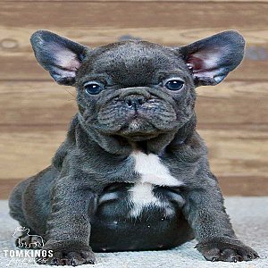 Robyn, the Little Blue French Bulldog Lady thumbnail 4