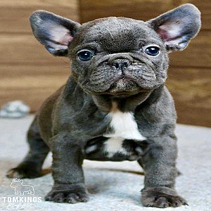 Robyn, the Little Blue French Bulldog Lady thumbnail 5