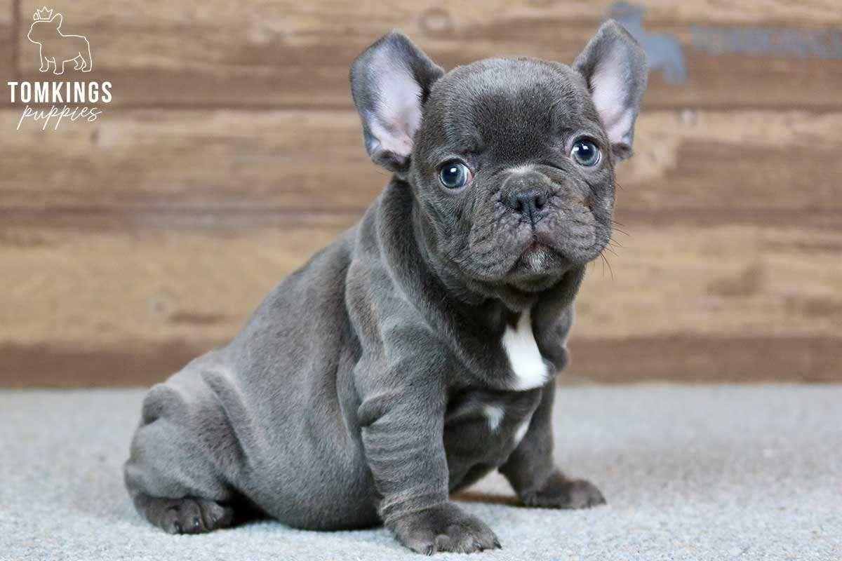 Harper, the Chunky Blue French Bulldog Puppy
