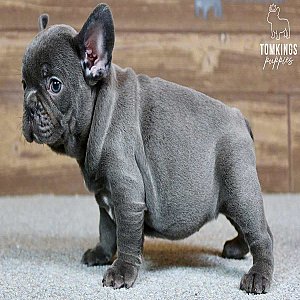 Harper, the Chunky Blue French Bulldog Puppy thumbnail 2
