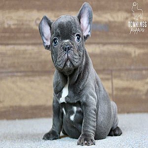 Harper, the Chunky Blue French Bulldog Puppy thumbnail 3
