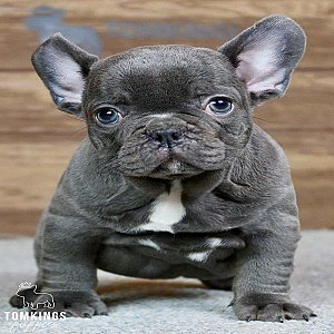 Harper, the Chunky Blue French Bulldog Puppy thumbnail 4