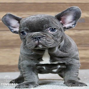 Harper, the Chunky Blue French Bulldog Puppy thumbnail 5