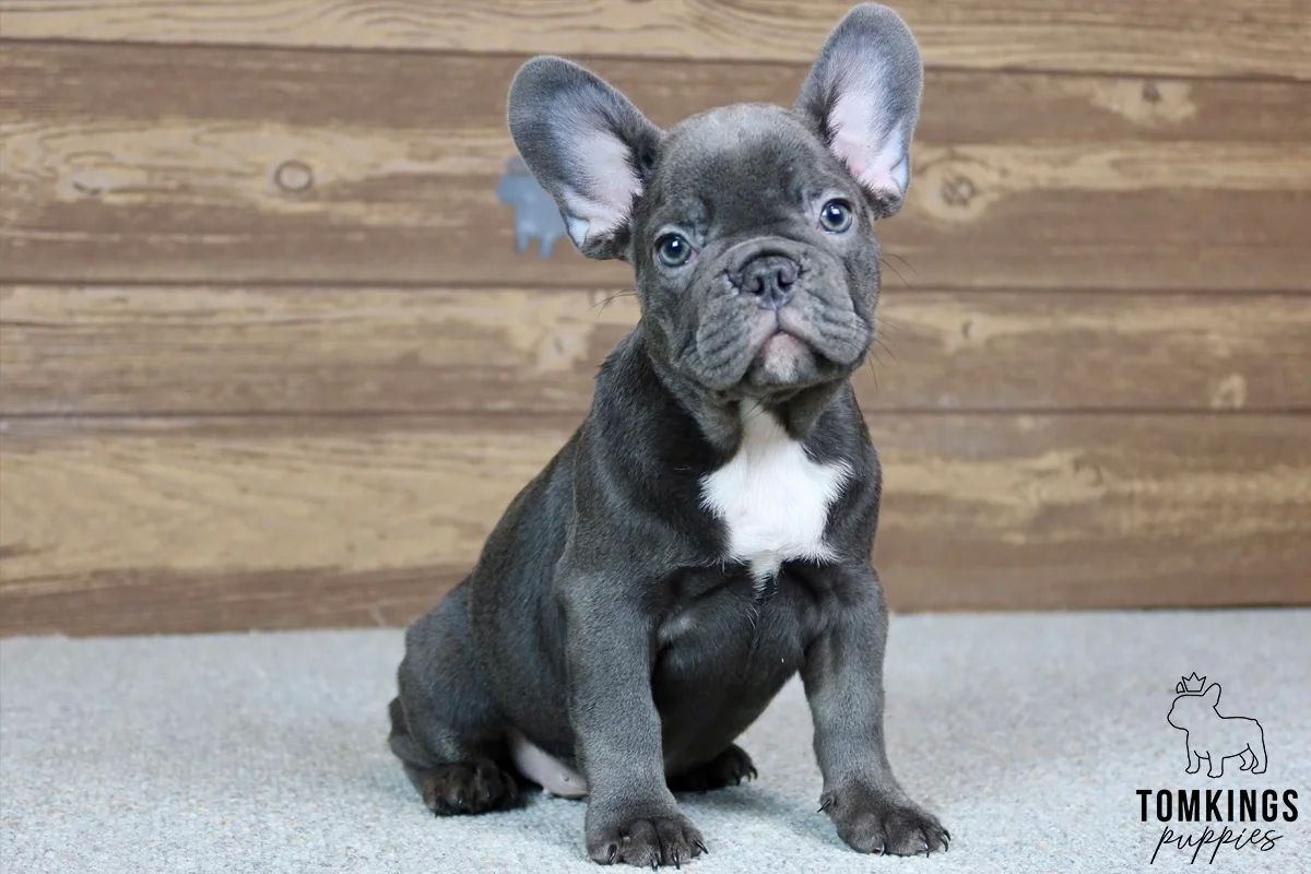 Titus, the Hero – Blue French Bulldog Puppy