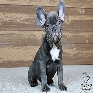 Titus, the Hero – Blue French Bulldog Puppy thumbnail 1