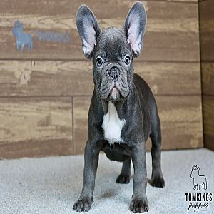 Titus, the Hero – Blue French Bulldog Puppy thumbnail 2