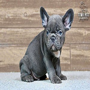 Titus, the Hero – Blue French Bulldog Puppy thumbnail 5
