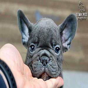 Titus, the Hero – Blue French Bulldog Puppy thumbnail 6
