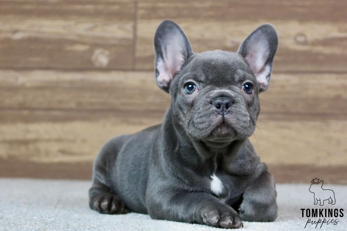 Blue French Bulldog Puppy for Sale – Porthos, the Cozy