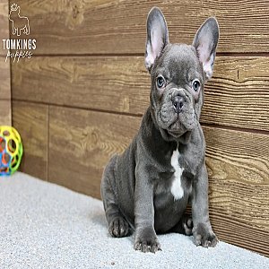 Blue French Bulldog Puppy for Sale – Porthos, the Cozy thumbnail 2