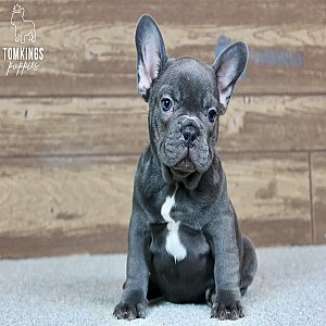 Blue French Bulldog Puppy for Sale – Porthos, the Cozy thumbnail 3