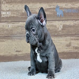 Blue French Bulldog Puppy for Sale – Porthos, the Cozy thumbnail 4