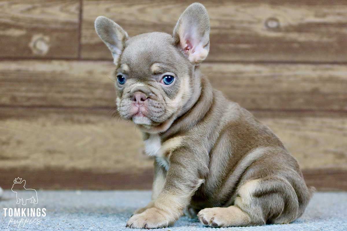 Beverly, the Hilarious Isabella and Tan French Bulldog Puppy