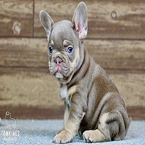 Beverly, the Hilarious Isabella and Tan French Bulldog Puppy thumbnail 1