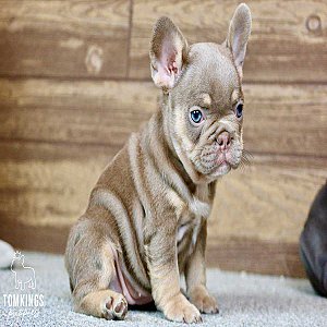 Beverly, the Hilarious Isabella and Tan French Bulldog Puppy thumbnail 2