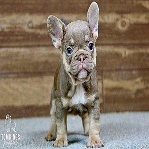 Beverly, the Hilarious Isabella and Tan French Bulldog Puppy thumbnail 3