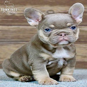 Beverly, the Hilarious Isabella and Tan French Bulldog Puppy thumbnail 4